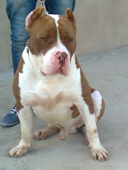 Photo of the dog