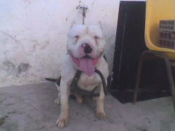 Photo of the dog