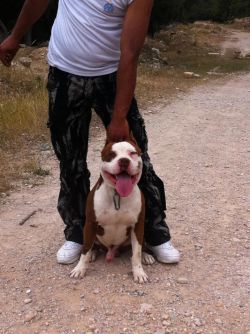 Photo of the dog
