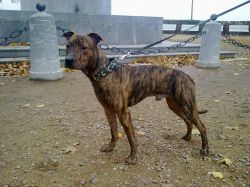 Photo of the dog