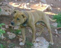 Photo of the dog