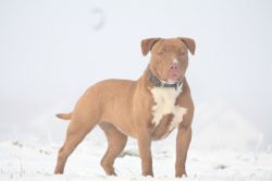 Photo of the dog