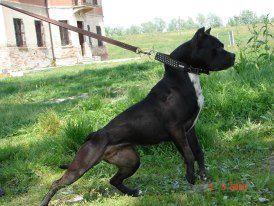 Photo of the dog