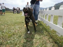 Photo of the dog
