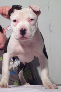Photo of the dog