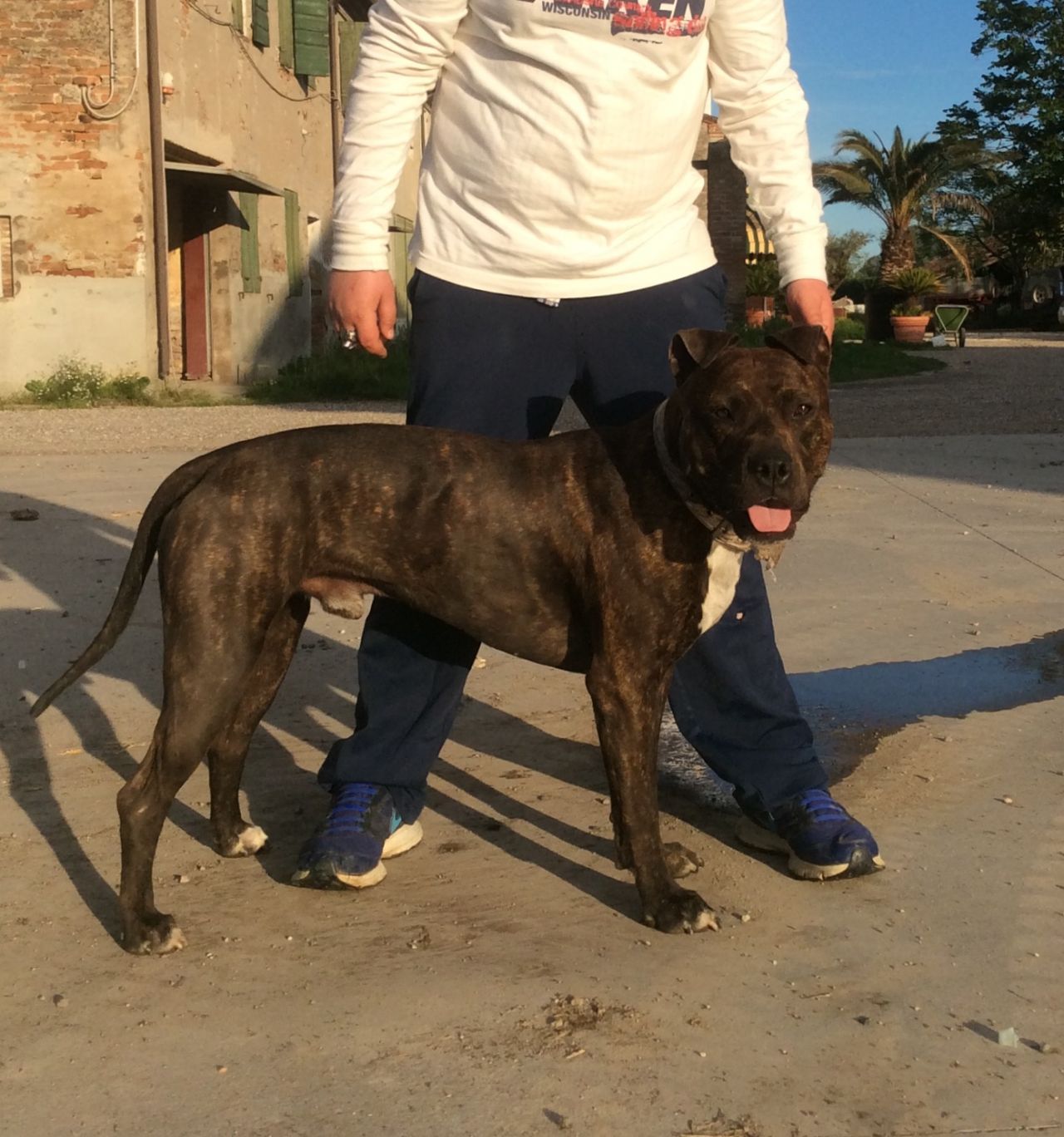 Photo of the dog