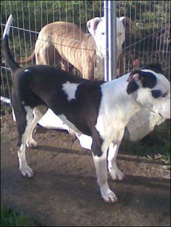 Photo of the dog