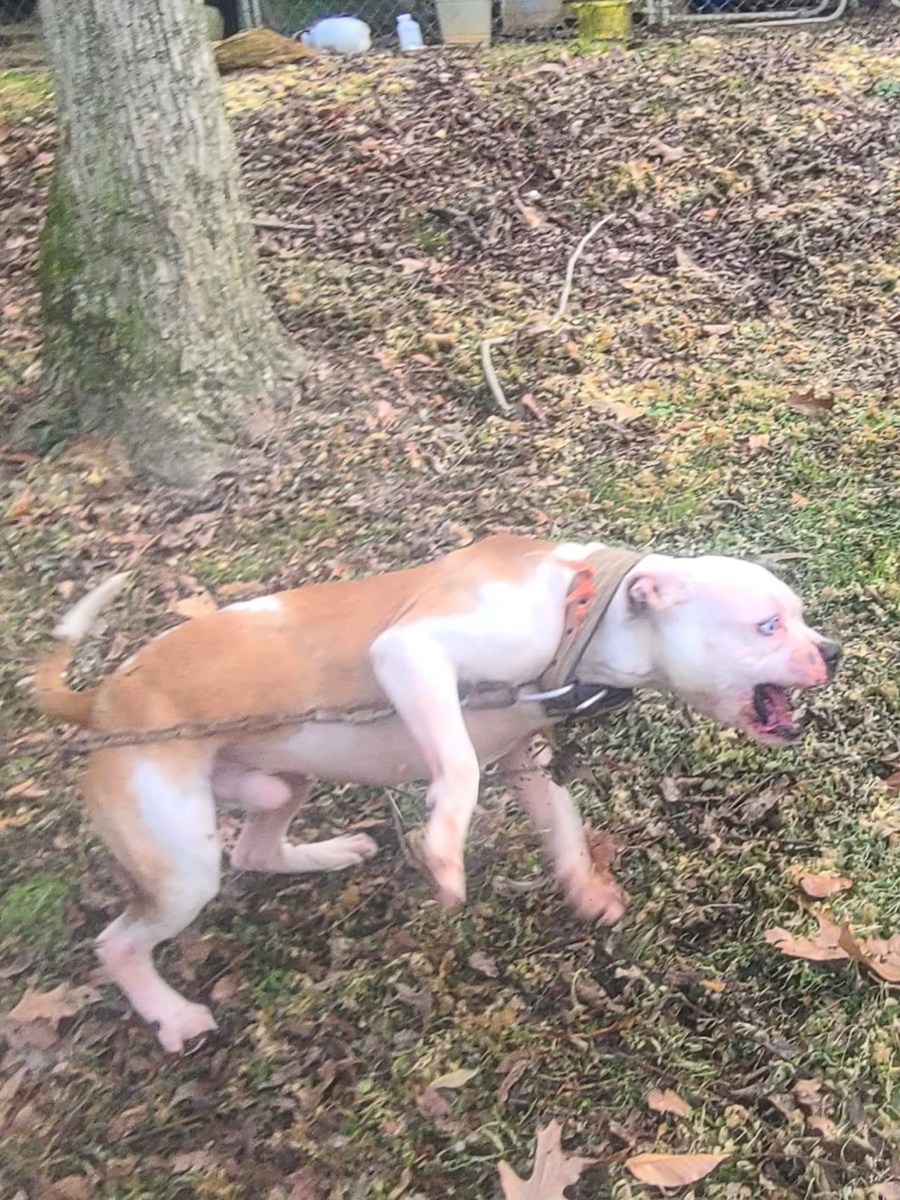 Photo of the dog