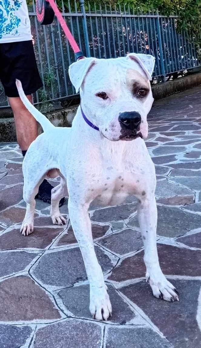 Photo of the dog
