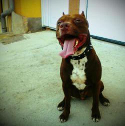 Photo of the dog