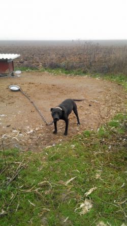 Photo of the dog