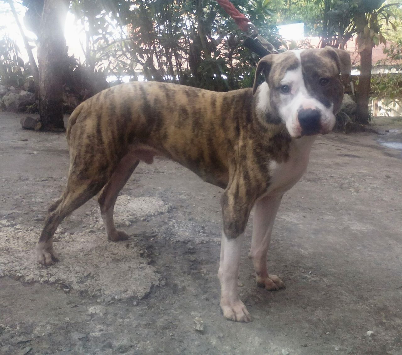 Photo of the dog
