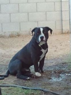 Photo of the dog