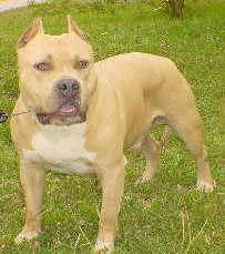 Photo of the dog
