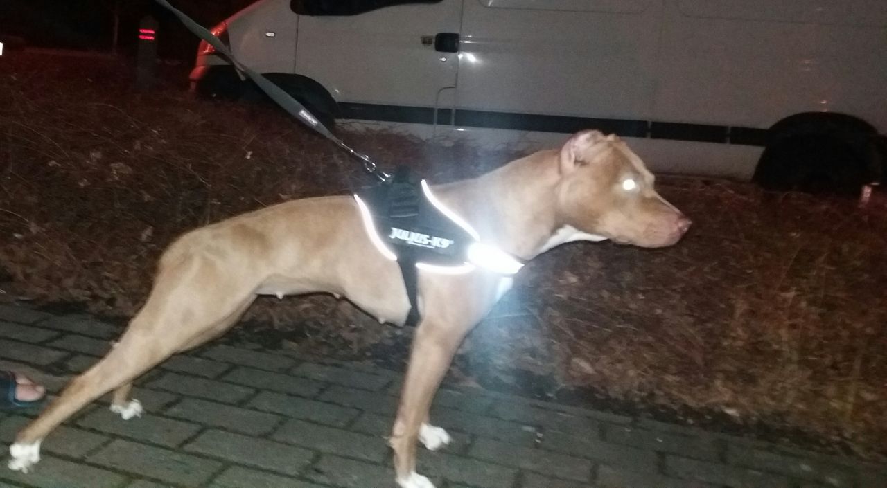 Photo of the dog