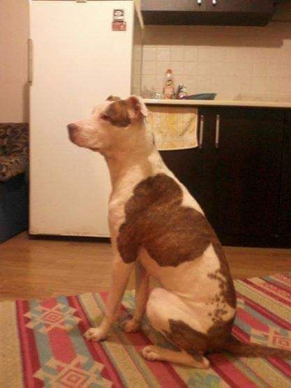 Photo of the dog