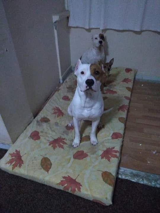 Photo of the dog
