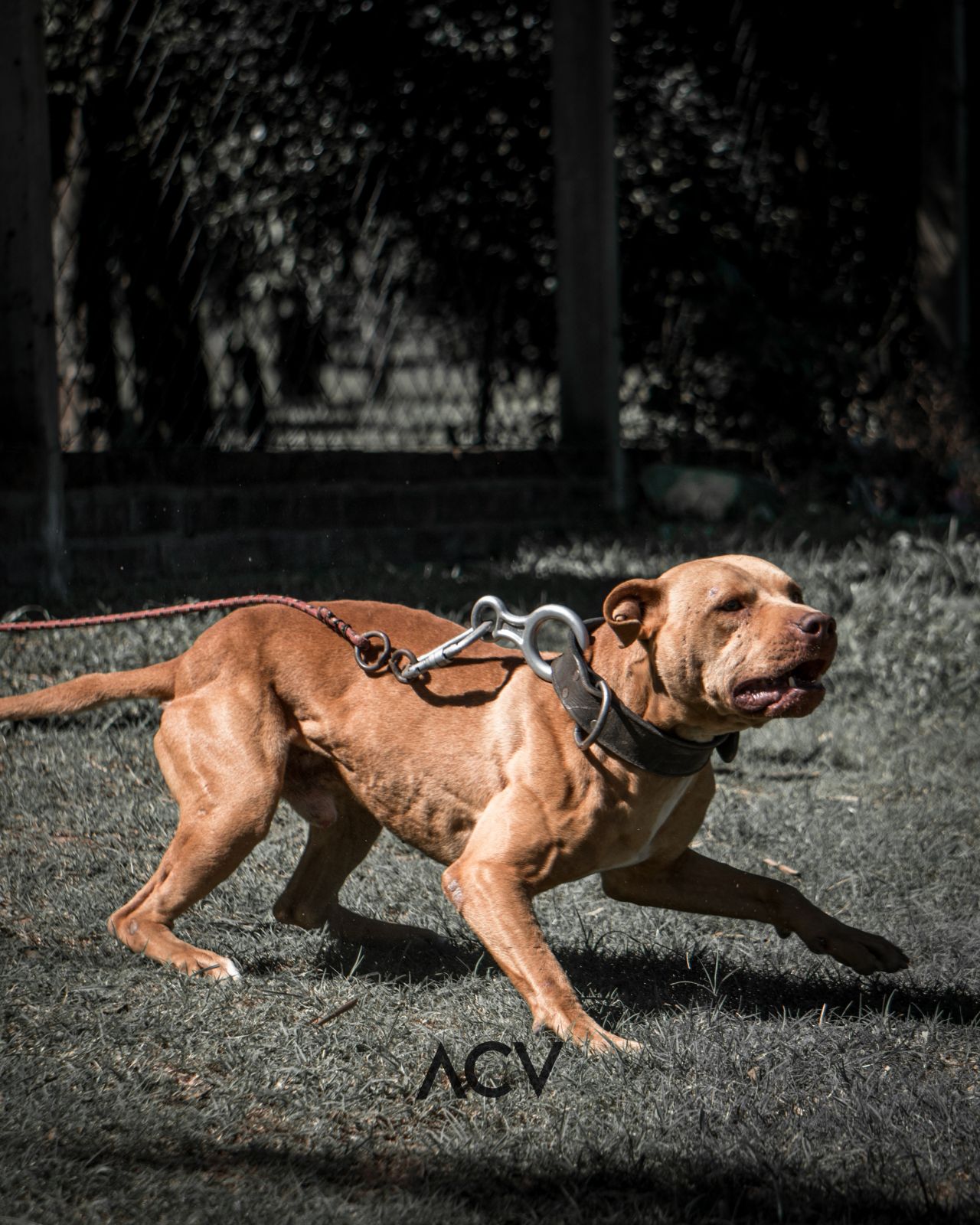Photo of the dog