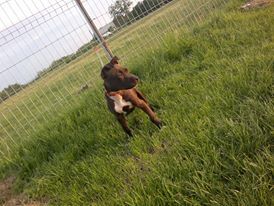 Photo of the dog