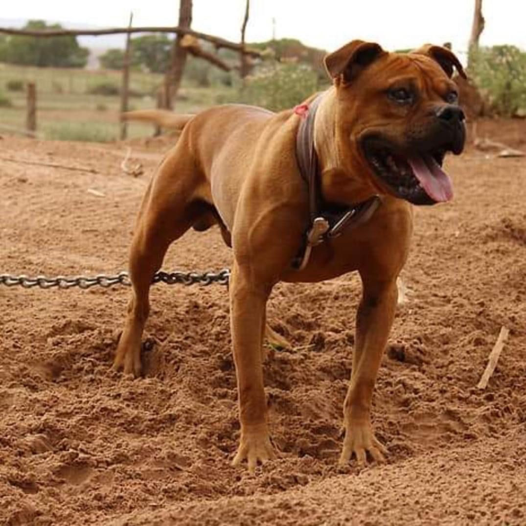 Photo of the dog