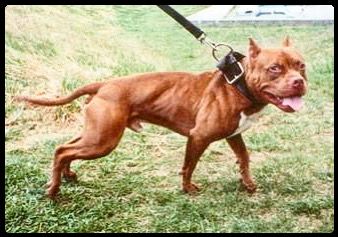 Photo of the dog
