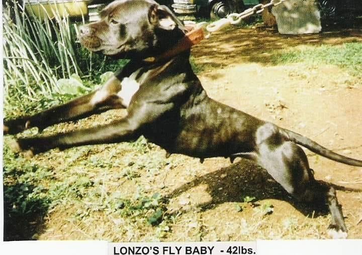 Photo of the dog