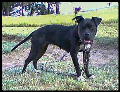 Photo of the dog