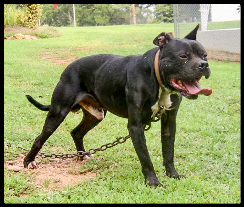 Photo of the dog