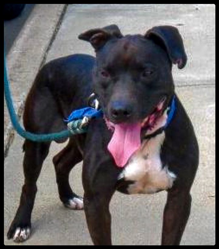 Photo of the dog