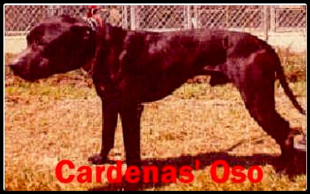 Photo of the dog