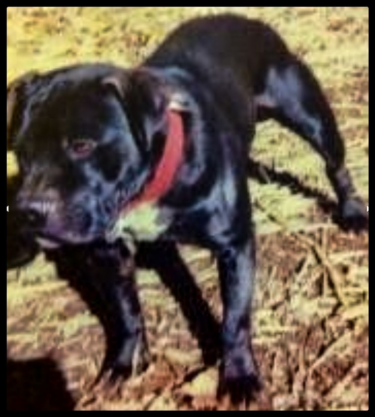 Photo of the dog
