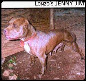 Photo of the dog