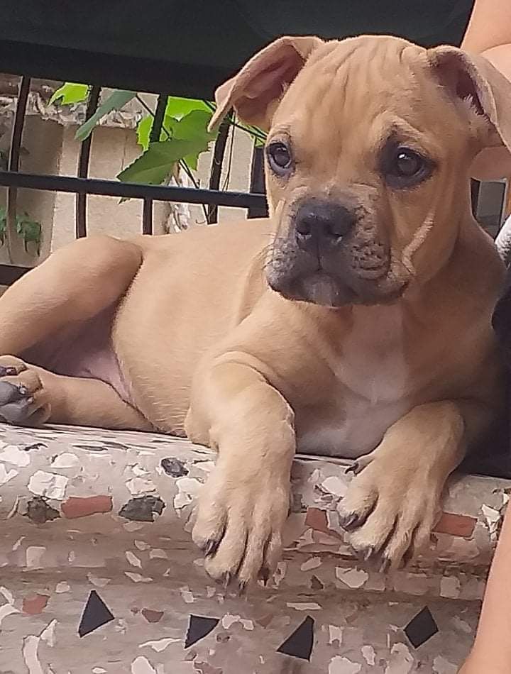 Photo of the dog