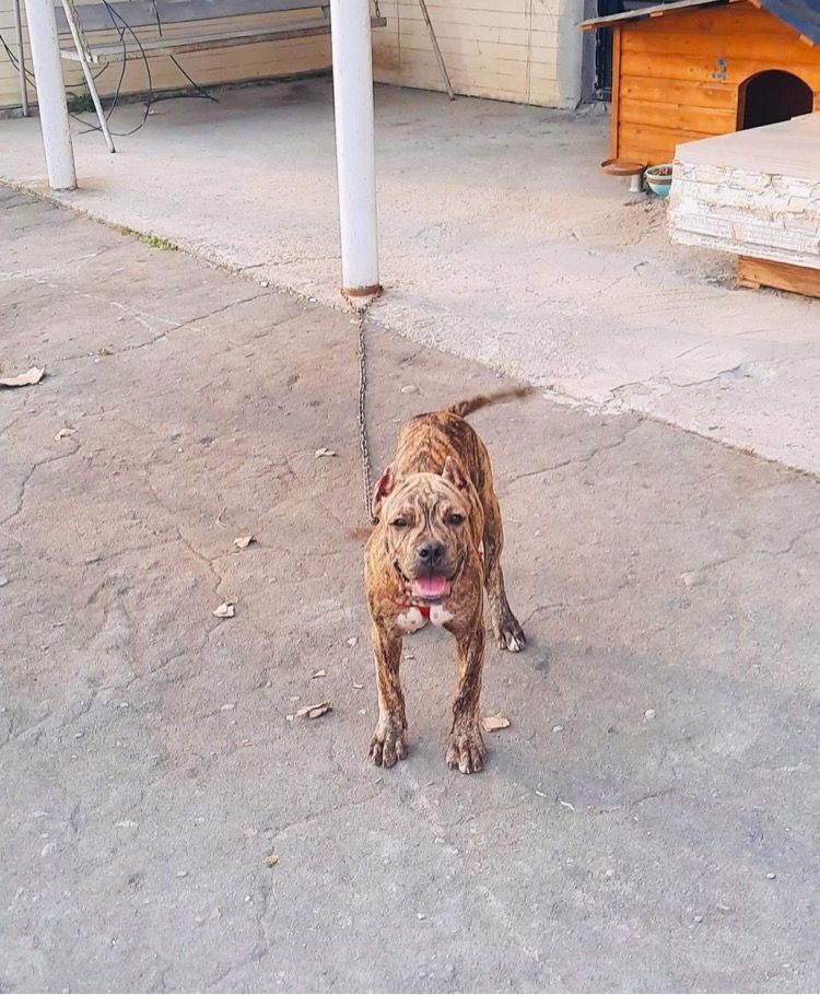 Photo of the dog