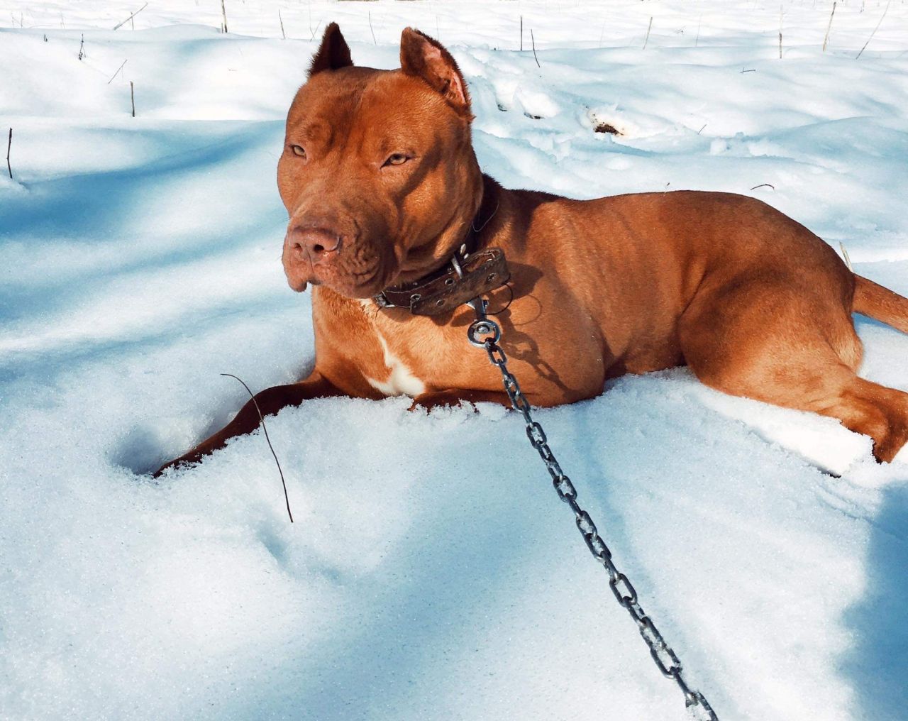 Photo of the dog