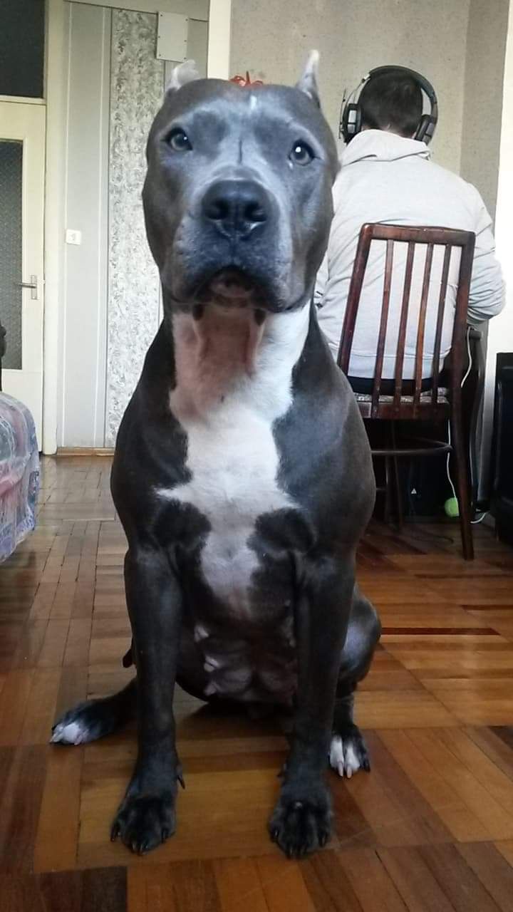 Photo of the dog