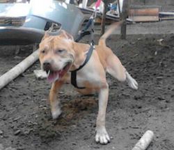 Photo of the dog