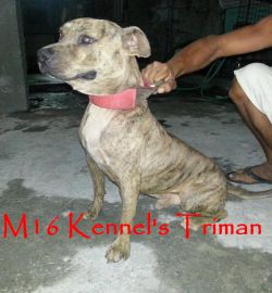 Photo of the dog