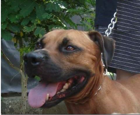 Photo of the dog