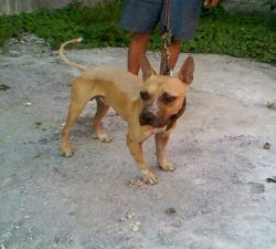 Photo of the dog