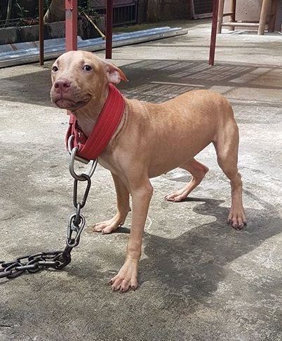 Photo of the dog