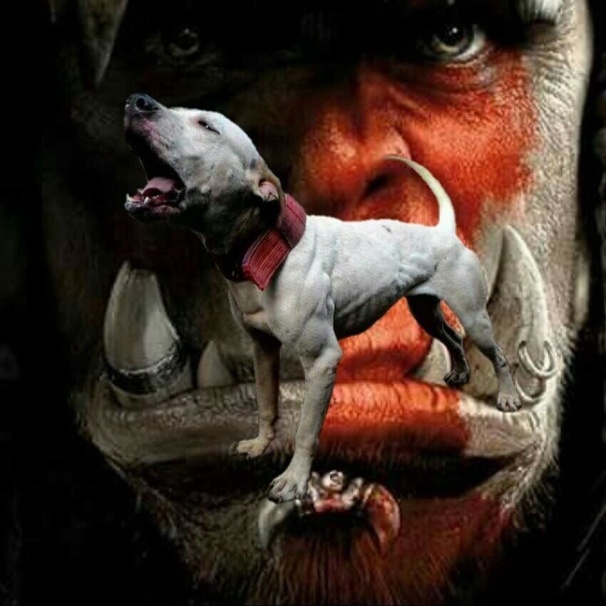 Photo of the dog