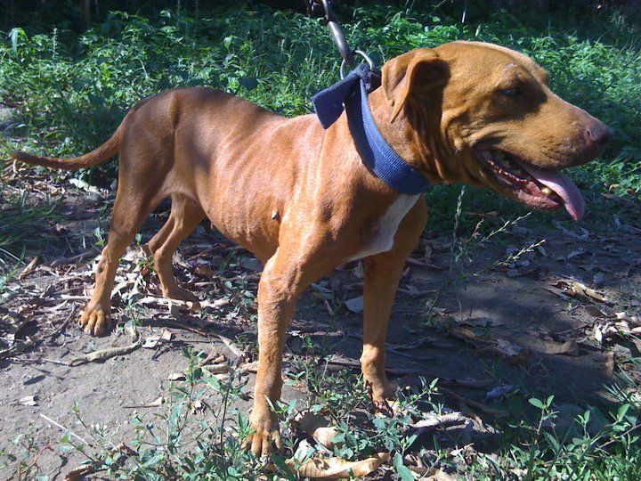 Photo of the dog