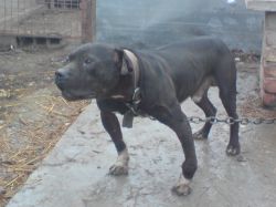 Photo of the dog