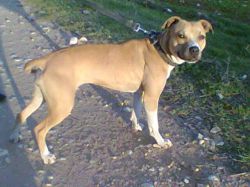 Photo of the dog
