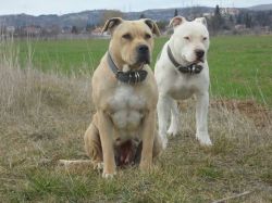 Photo of the dog
