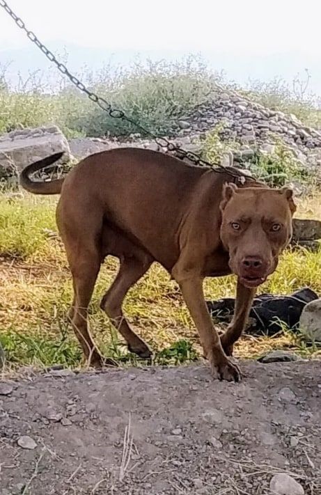 Photo of the dog