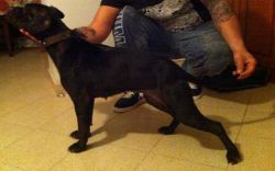 Photo of the dog