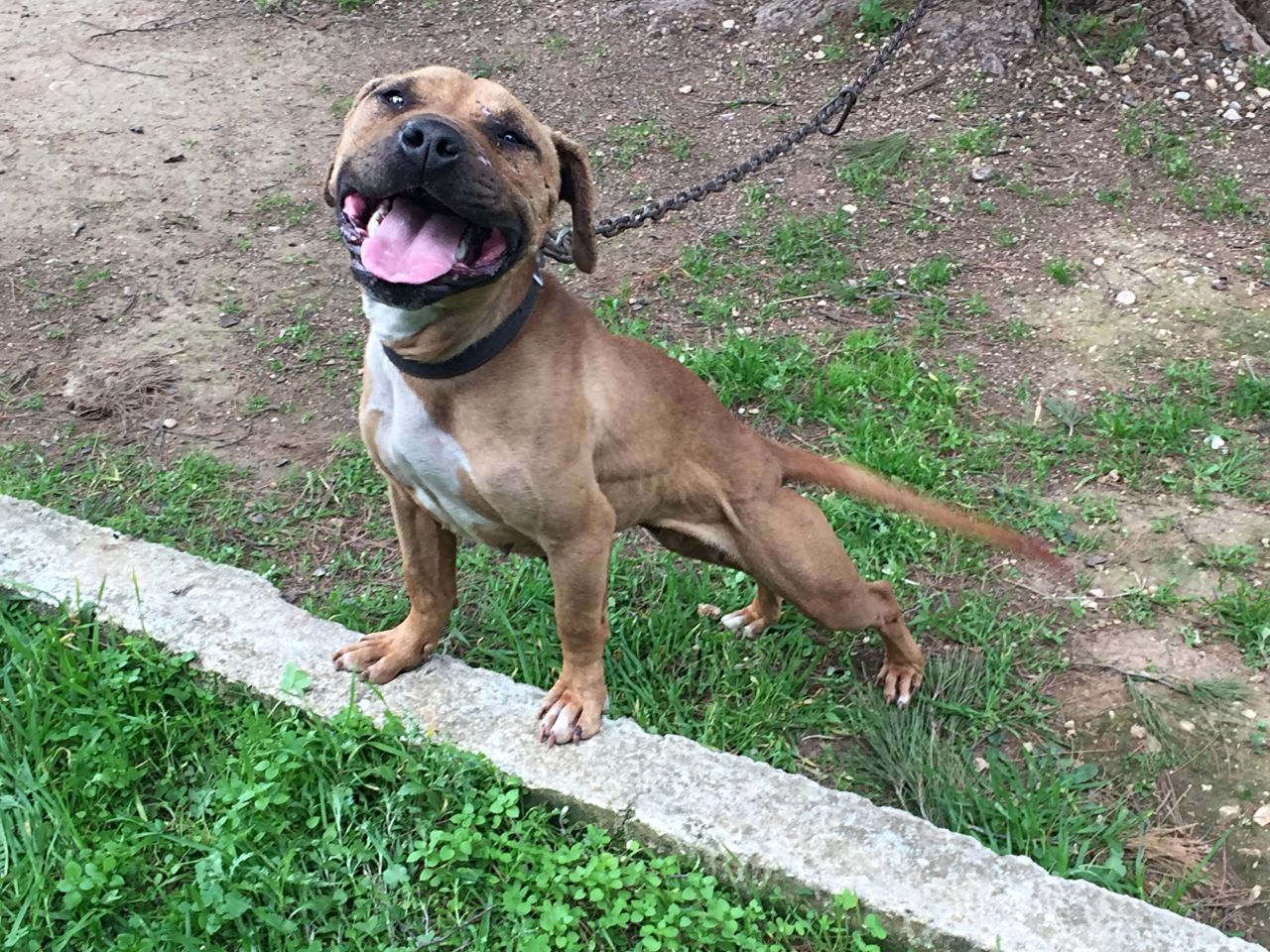 Photo of the dog