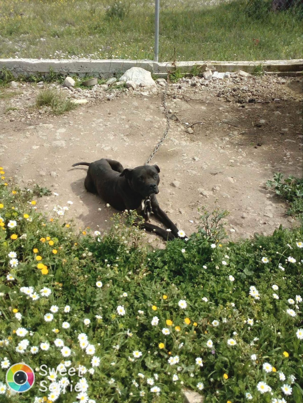 Photo of the dog